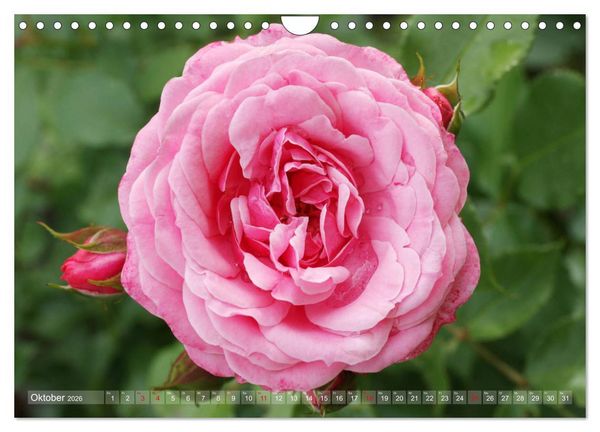 Produktbild: Stolze Rosen (Wandkalender 2026 DIN A4 quer), CALVENDO Monatskalender