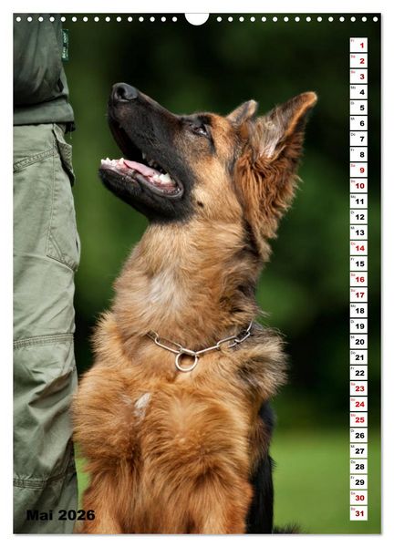 Produktbild: Sch&auml;ferhunde Langstockhaar zum verlieben (Wandkalender 2026 DIN A3 hoch), CALVENDO Monatskalender