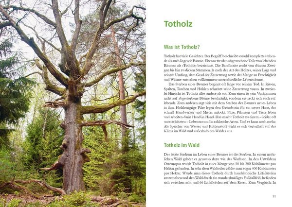 Produktbild: Wunderwelt Totholz