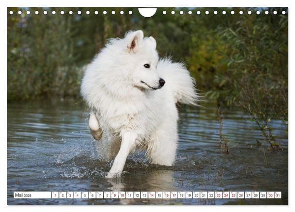Produktbild: Der Samojede - Sch&ouml;nheit des Nordens (Wandkalender 2026 DIN A4 quer), CALVENDO Monatskalender