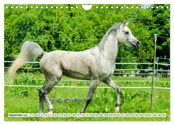 Produktbild: Edle Pferde - ausgelassen und unbeschwert (Wandkalender 2026 DIN A4 quer), CALVENDO Monatskalender