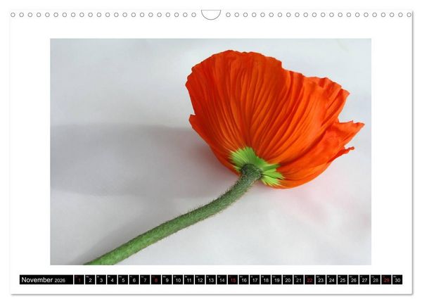 Produktbild: Mohn im Portr&auml;t (Wandkalender 2026 DIN A3 quer), CALVENDO Monatskalender