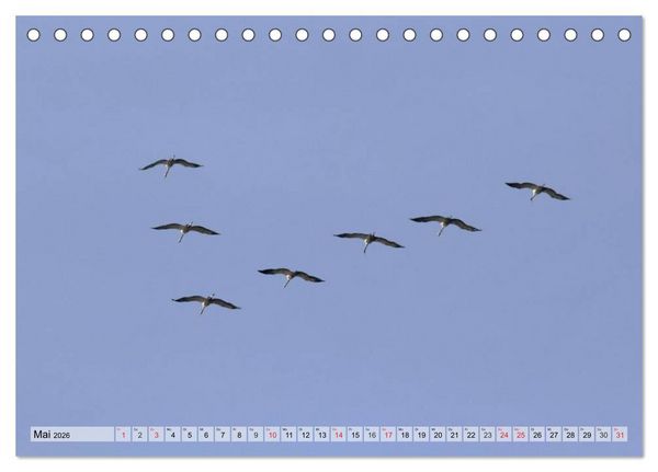 Produktbild: Kraniche auf dem Weg nach S&uuml;den (Tischkalender 2026 DIN A5 quer), CALVENDO Monatskalender
