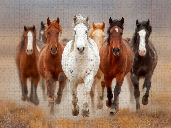 Produktbild: CALVENDO Puzzle Wild lebende Mustangs im Galopp | 1000 Teile Lege-Gr&ouml;&szlig;e 64x48cm Foto-Puzzle f&uuml;r gl&uuml;ckliche Stunden