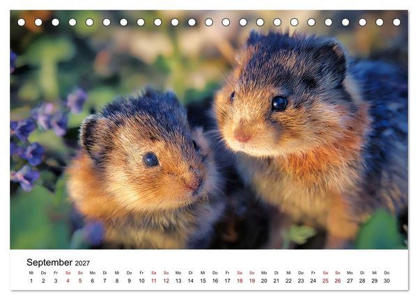 Produktbild: Lemminge - Kleine Helden der Tundra (Tischkalender 2027 DIN A5 quer), CALVENDO Monatskalender
