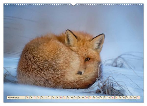Produktbild: Fuchs - schlauer R&auml;uber (hochwertiger Premium Wandkalender 2026 DIN A2 quer), Kunstdruck in Hochglanz