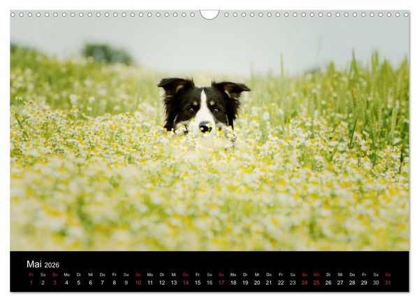 Produktbild: Der Bordercollie-Kalender (Wandkalender 2026 DIN A3 quer), CALVENDO Monatskalender