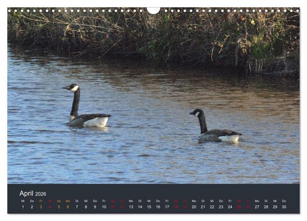 Produktbild: Heimat im Bremer Blockland (Wandkalender 2026 DIN A3 quer), CALVENDO Monatskalender