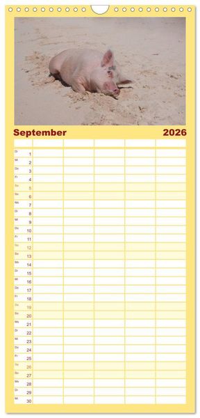 Produktbild: Familienplaner 2026 - Schweine im Dauerurlaub auf den Bahamas! mit 5 Spalten (Wandkalender, 21 x 45 cm) CALVENDO