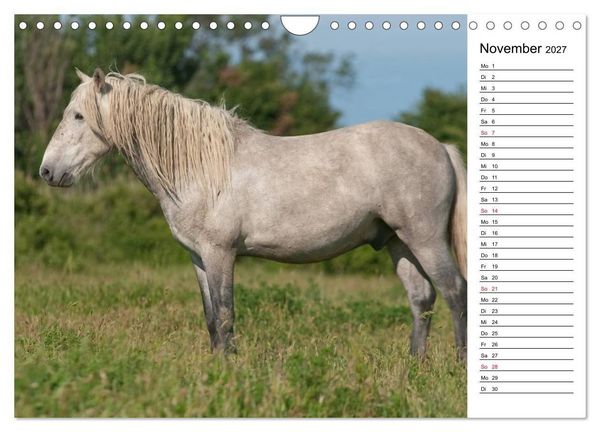 Produktbild: Pferde der Camargue &ndash; Schimmel im Rh&ocirc;nedelta (Wandkalender 2027 DIN A4 quer), CALVENDO Monatskalender