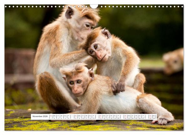 Produktbild: Asien - Sri Lanka (Wandkalender 2026 DIN A3 quer), CALVENDO Monatskalender