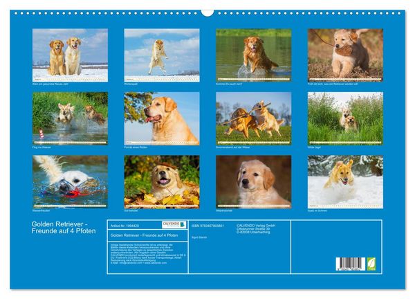 Produktbild: Golden Retriever - Freunde auf 4 Pfoten (Wandkalender 2026 DIN A2 quer), CALVENDO Monatskalender