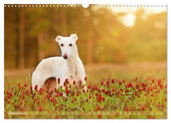 Produktbild: Zauberhafte Windhunde (Wandkalender 2026 DIN A3 quer), CALVENDO Monatskalender