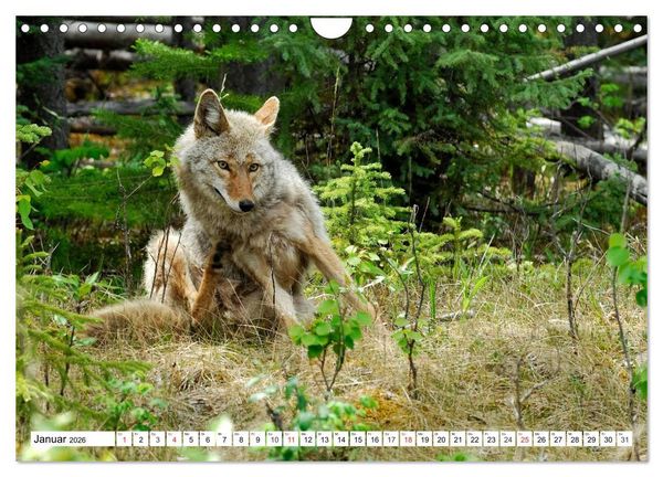 Produktbild: Tierwelt in den Canadian Rockies (Wandkalender 2026 DIN A4 quer), CALVENDO Monatskalender
