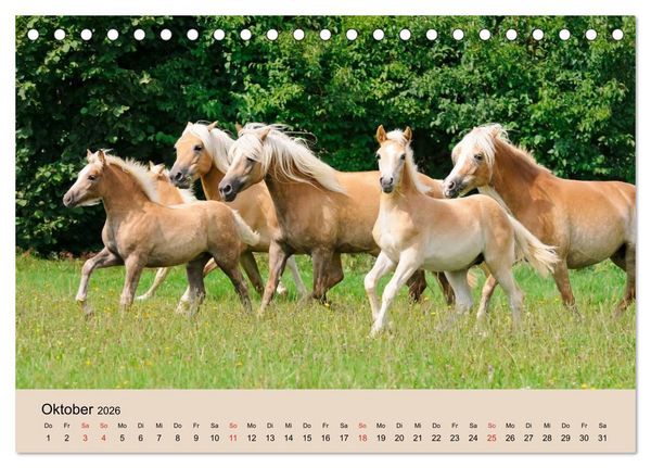 Produktbild: Haflinger Fohlen (Tischkalender 2026 DIN A5 quer), CALVENDO Monatskalender