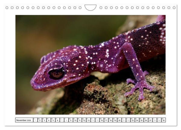 Produktbild: Tierisch tolles Madagaskar - Cham&auml;leons, Lemuren und mehr (Wandkalender 2026 DIN A4 quer), CALVENDO Monatskalender