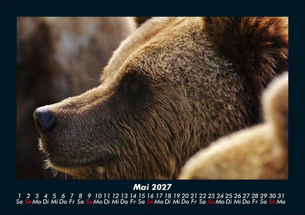 Produktbild: Tiere in der Wildnis 2027 Fotokalender DIN A5