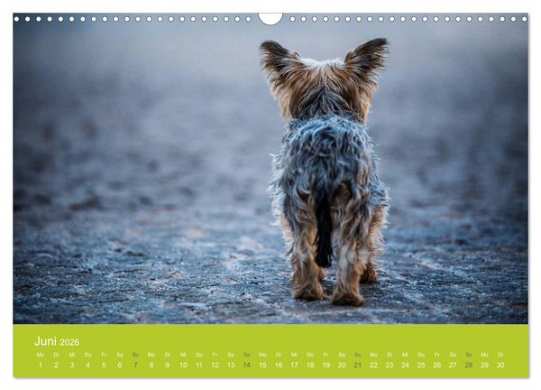 Produktbild: Traumschnauzen (Wandkalender 2026 DIN A3 quer), CALVENDO Monatskalender