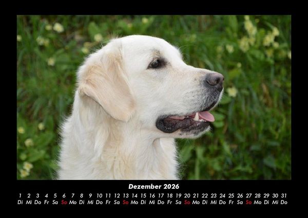 Produktbild: Hundezauber 2026 Fotokalender DIN A3