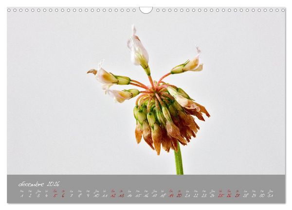 Produktbild: Des fleurs sur le chemin du matin (Calendrier mural 2026 DIN A3 vertical), CALVENDO calendrier mensuel