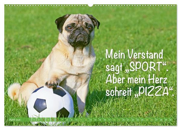 Produktbild: Mopsala: Vom Gl&uuml;ck, ein Mops zu sein (Wandkalender 2026 DIN A2 quer), CALVENDO Monatskalender