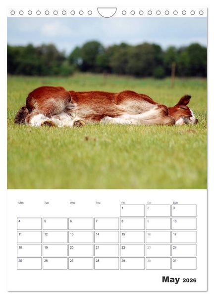 Produktbild: Shire Horses The Gentle Giants (Wall Calendar 2026 DIN A4 portrait), CALVENDO 12 Month Wall Calendar