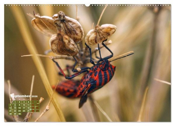 Produktbild: Klein aber oho. Die bunte Welt der Insekten (hochwertiger Premium Wandkalender 2026 DIN A2 quer), Kunstdruck in Hochglanz