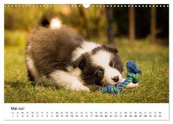 Produktbild: Pfotastische Border Collie Welpen (Wandkalender 2027 DIN A3 quer), CALVENDO Monatskalender