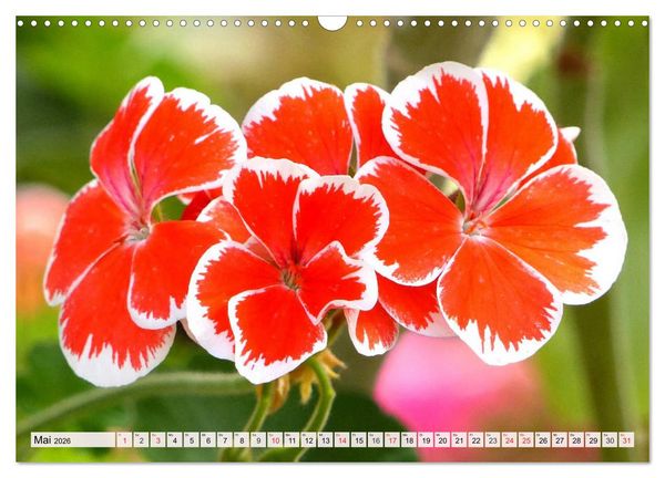 Produktbild: Pelargonien. Die Klassiker unter den Bl&uuml;hwundern (Wandkalender 2026 DIN A3 quer), CALVENDO Monatskalender