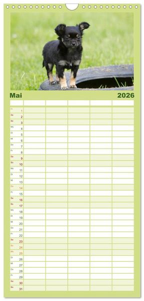 Produktbild: Familienplaner 2026 - Chihuahuas - kleine Herzensbrecher mit 5 Spalten (Wandkalender, 21 x 45 cm) CALVENDO