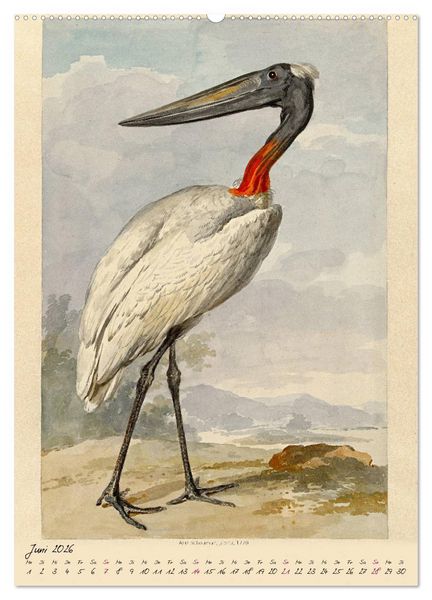 Produktbild: Aert Schouman. V&Ouml;GEL (Wandkalender 2026 DIN A2 hoch), CALVENDO Monatskalender