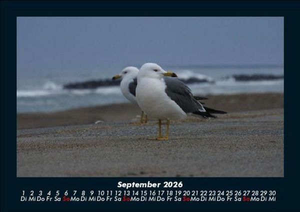 Produktbild: M&ouml;wen 2026 Fotokalender DIN A5
