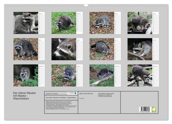 Produktbild: Der kleine R&auml;uber mit Maske - Waschb&auml;ren (Wandkalender 2026 DIN A2 quer), CALVENDO Monatskalender
