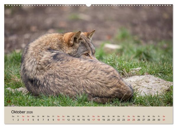 Produktbild: Wolfsrudel (Wandkalender 2026 DIN A2 quer), CALVENDO Monatskalender
