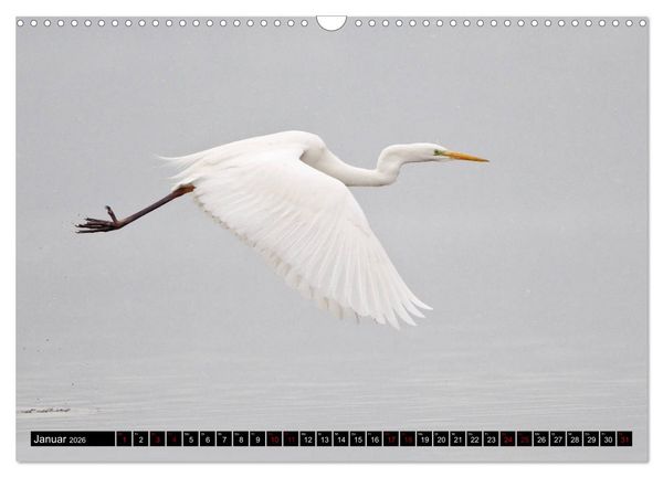 Produktbild: Eleganz in Wei&szlig; - Der Silberreiher (Wandkalender 2026 DIN A3 quer), CALVENDO Monatskalender