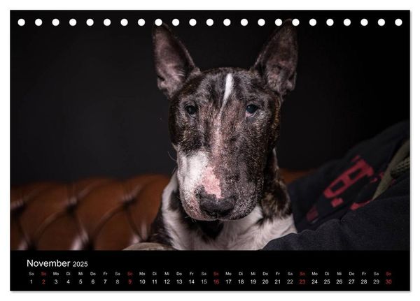 Produktbild: Bullterrier (Tischkalender 2025 DIN A5 quer), CALVENDO Monatskalender