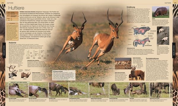 Produktbild: Tiere