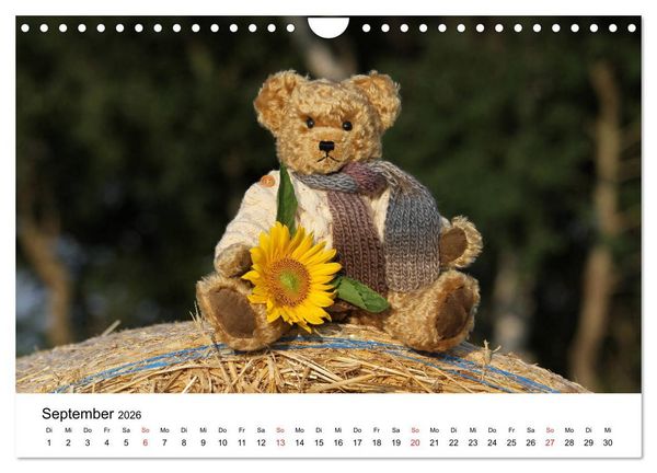 Produktbild: Teddys...jeder liebt sie (Wandkalender 2026 DIN A4 quer), CALVENDO Monatskalender