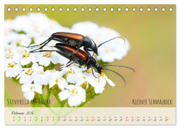 Produktbild: K&auml;fer-Wunderwelten (Tischkalender 2026 DIN A5 quer), CALVENDO Monatskalender