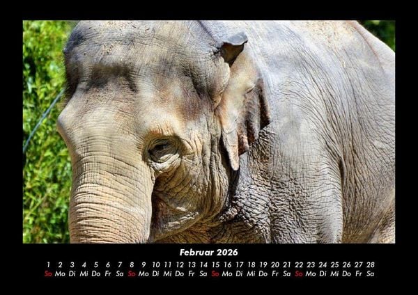 Produktbild: Der Elefantenkalender 2026 Fotokalender DIN A3
