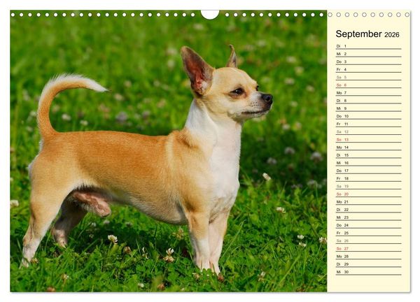 Produktbild: Chihuahua - Kleine Hunde ganz gro&szlig; (Wandkalender 2026 DIN A3 quer), CALVENDO Monatskalender
