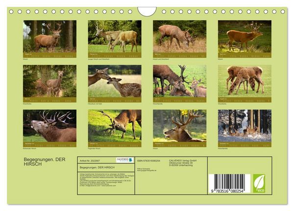 Produktbild: Begegnungen. DER HIRSCH (Wandkalender 2026 DIN A4 quer), CALVENDO Monatskalender