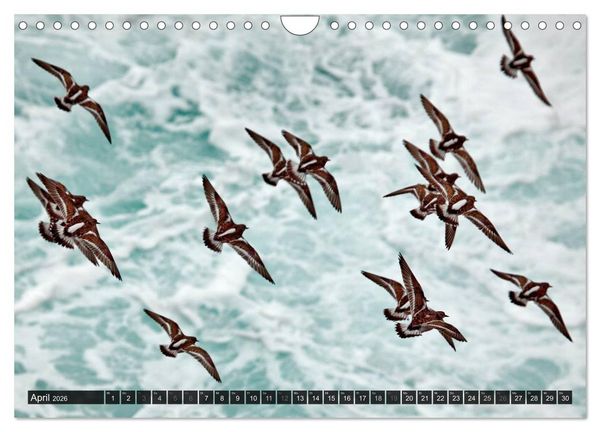 Produktbild: V&Ouml;GEL (Wandkalender 2026 DIN A4 quer), CALVENDO Monatskalender