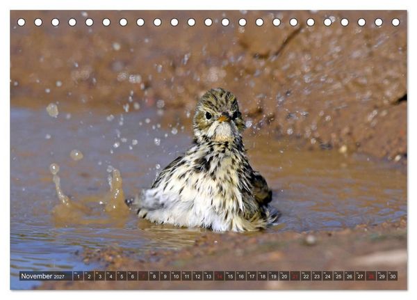 Produktbild: Heimische Singv&ouml;gel in Feld und Flur (Tischkalender 2027 DIN A5 quer), CALVENDO Monatskalender