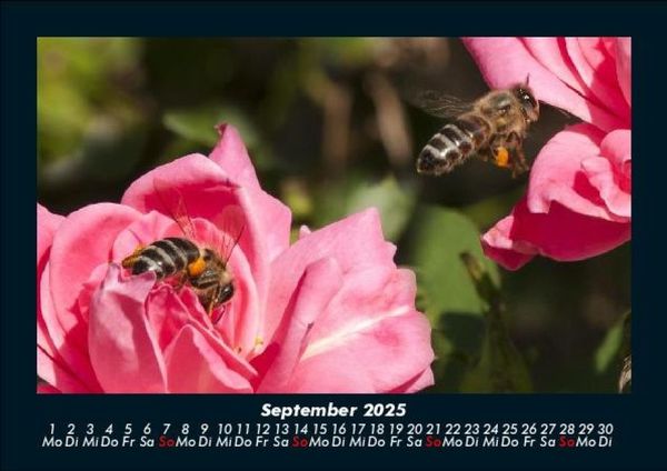 Produktbild: Rosen-Kalender 2025 Fotokalender DIN A5