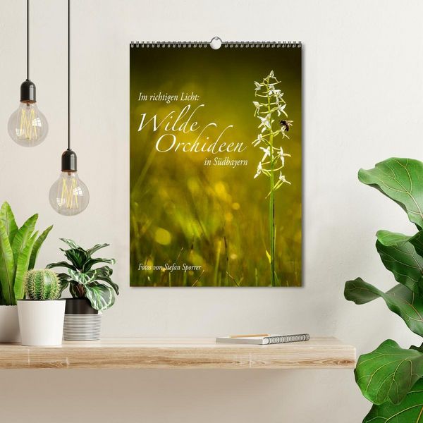 Produktbild: Im richtigen Licht: Wilde Orchideen in S&uuml;dbayern (Wandkalender 2026 DIN A3 hoch), CALVENDO Monatskalender