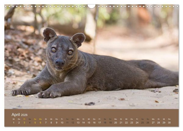Produktbild: Madagaskars wundersame Tierwelt (Wandkalender 2026 DIN A3 quer), CALVENDO Monatskalender