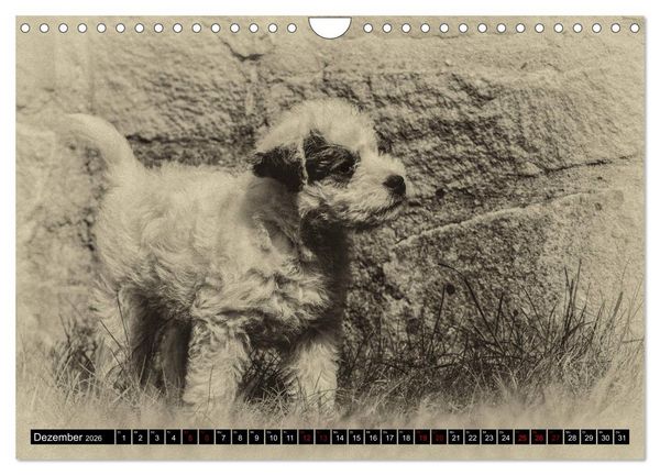 Produktbild: Parson Jack Russel Welpen (Wandkalender 2026 DIN A4 quer), CALVENDO Monatskalender