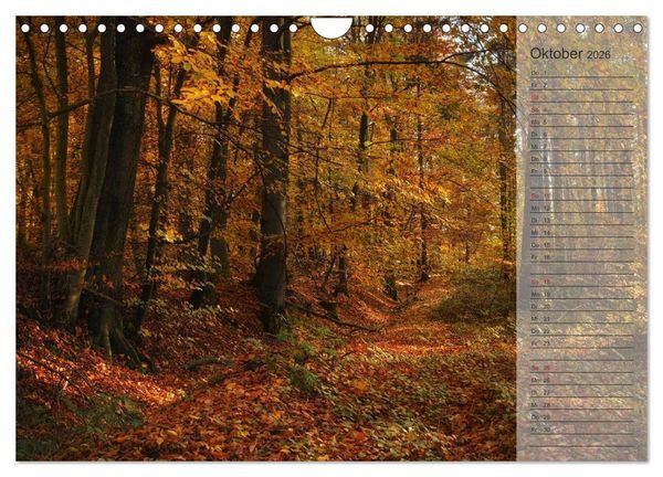 Produktbild: Unser Wald - Magische Sichten in norddeutsche W&auml;lder / Geburtstagskalender (Wandkalender 2026 DIN A4 quer), CALVENDO Monatskalender