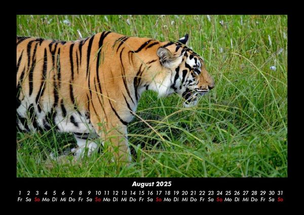 Produktbild: Tiger 2025 Fotokalender DIN A3
